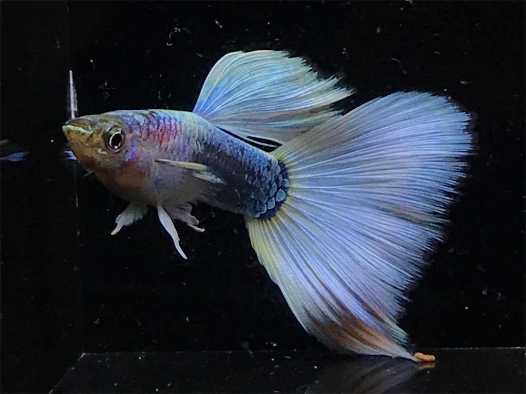 f:id:popopoppun:20190820132024j:image f:id:popopoppun:20190820132024j:image