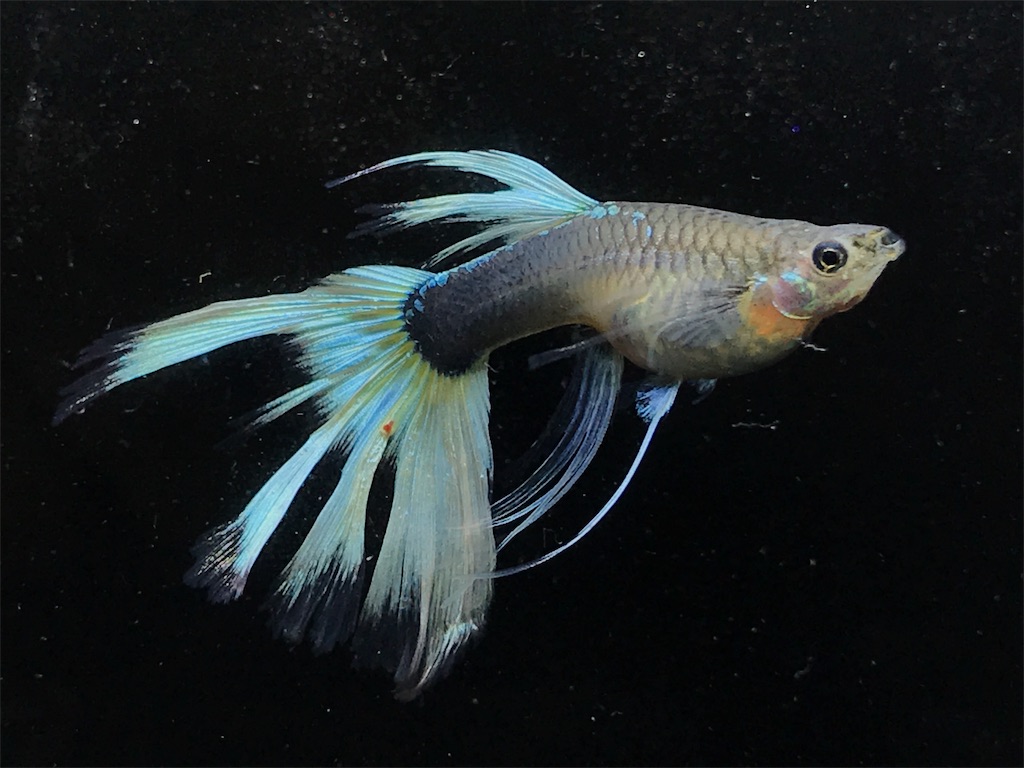 f:id:popopoppun:20190820133112j:image f:id:popopoppun:20190820133112j:image