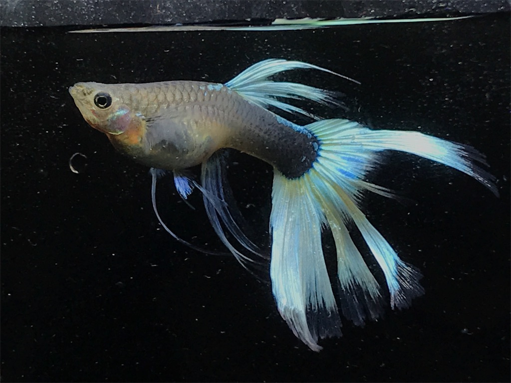 f:id:popopoppun:20190820133116j:image f:id:popopoppun:20190820133116j:image