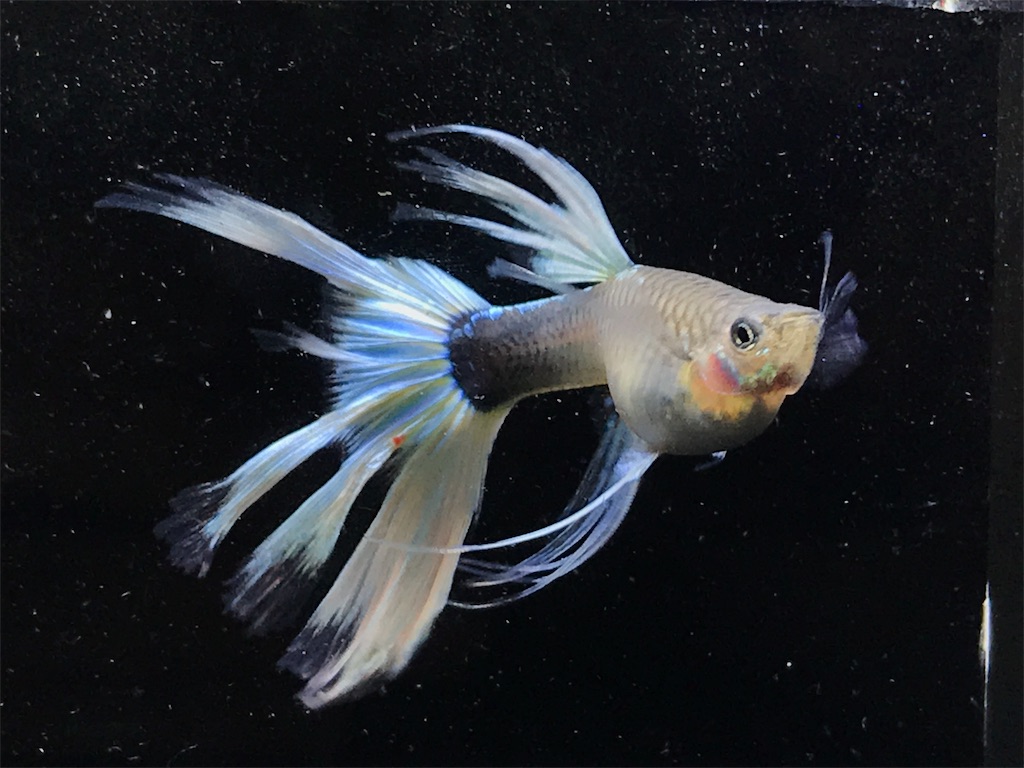 f:id:popopoppun:20190820133526j:image f:id:popopoppun:20190820133526j:image