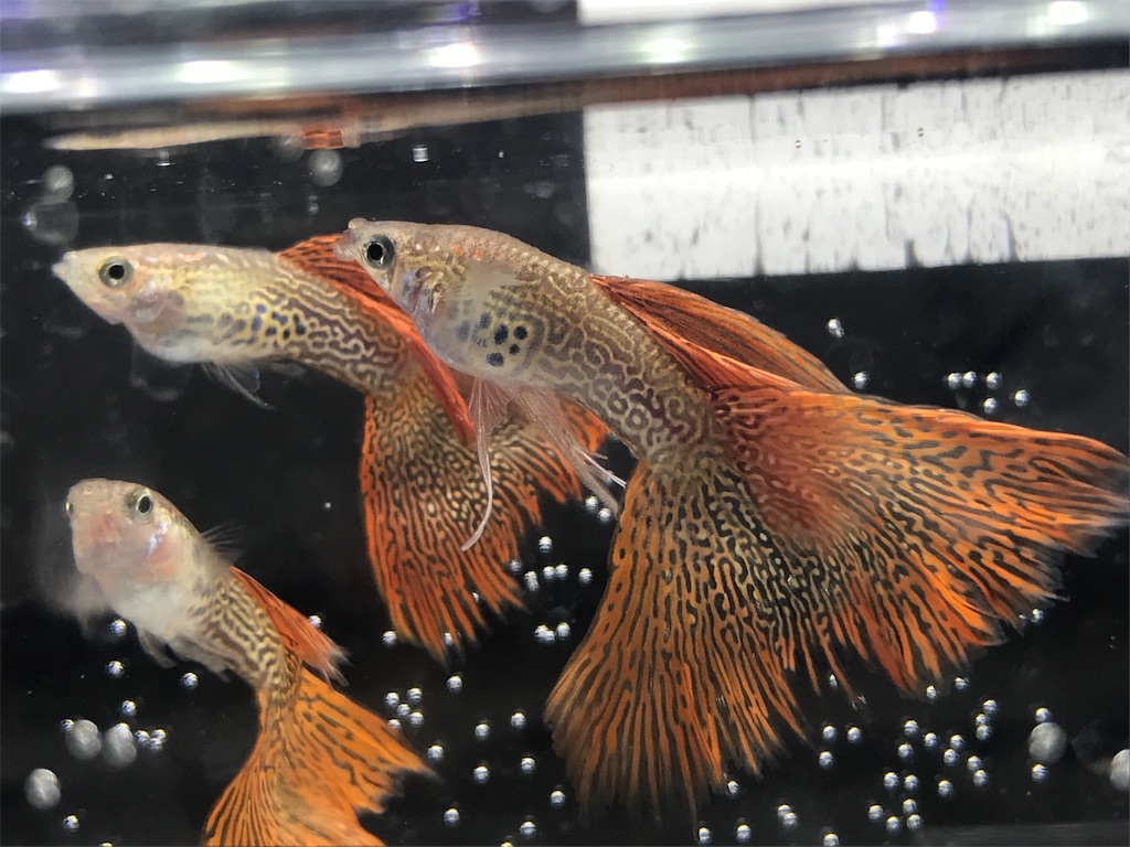 f:id:popopoppun:20190821124402j:image