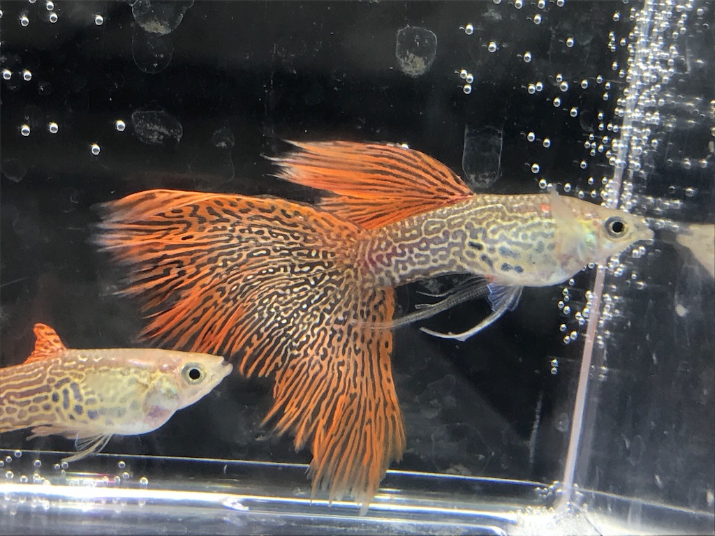 f:id:popopoppun:20190821124406j:image