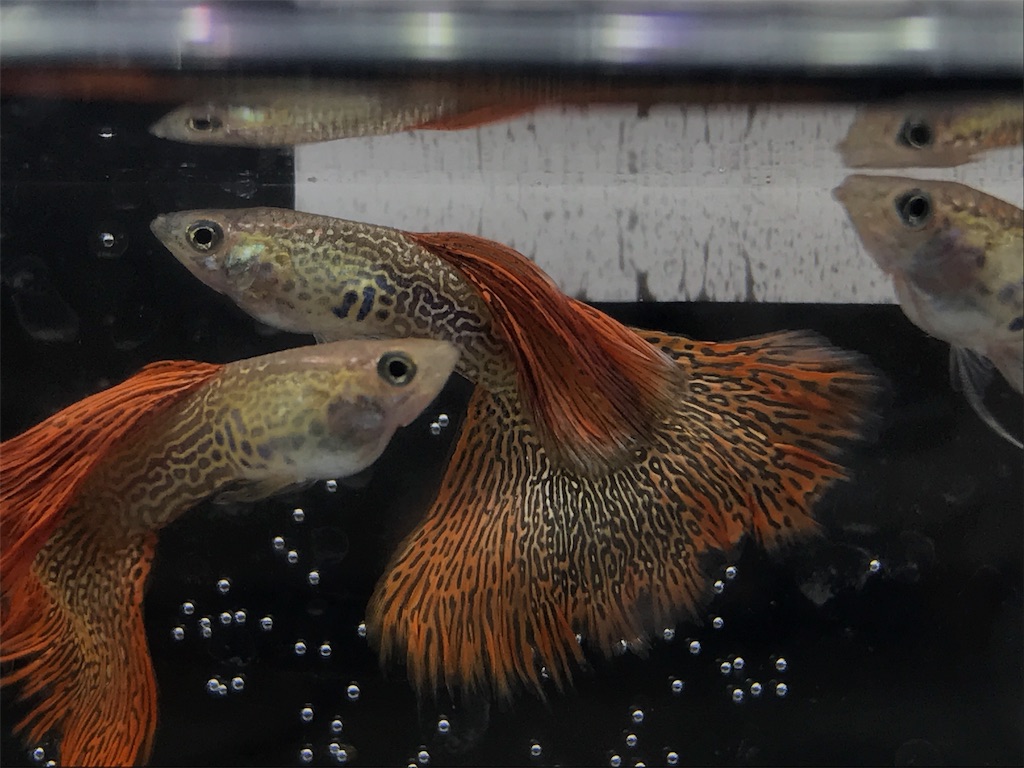 f:id:popopoppun:20190821124409j:image