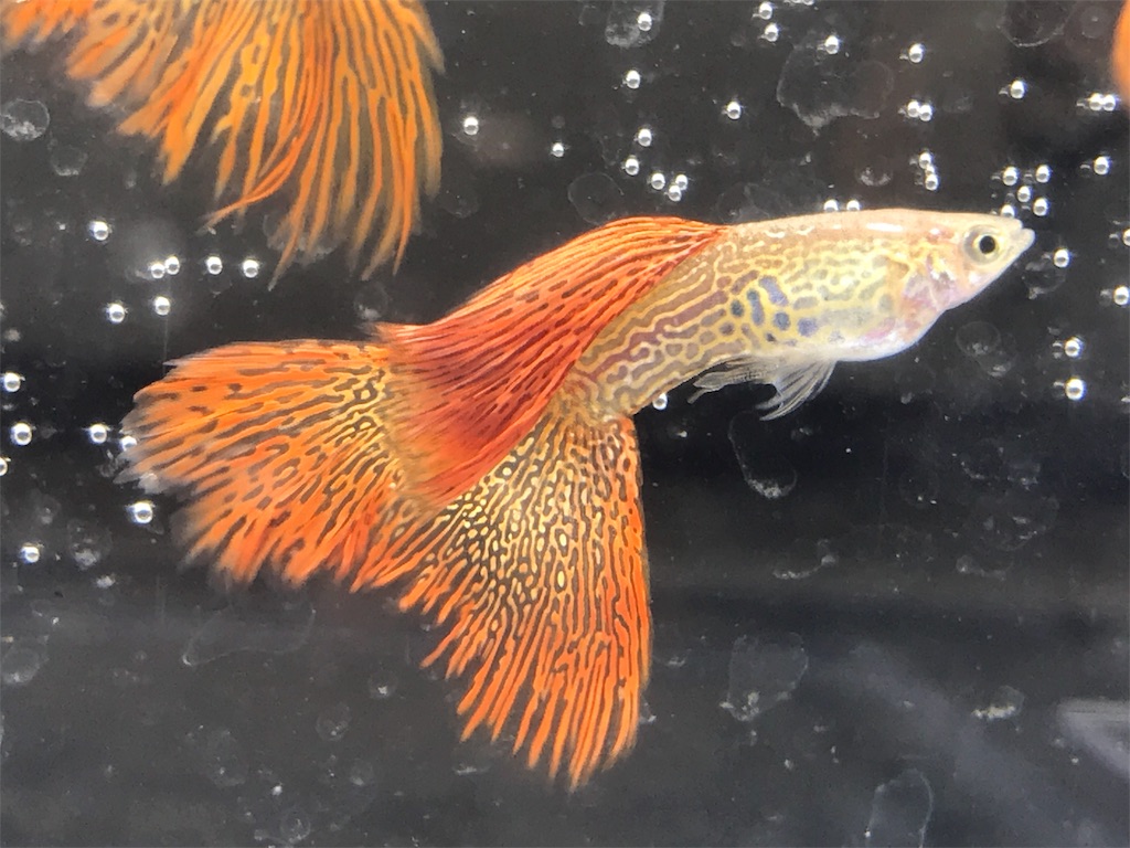 f:id:popopoppun:20190821124412j:image