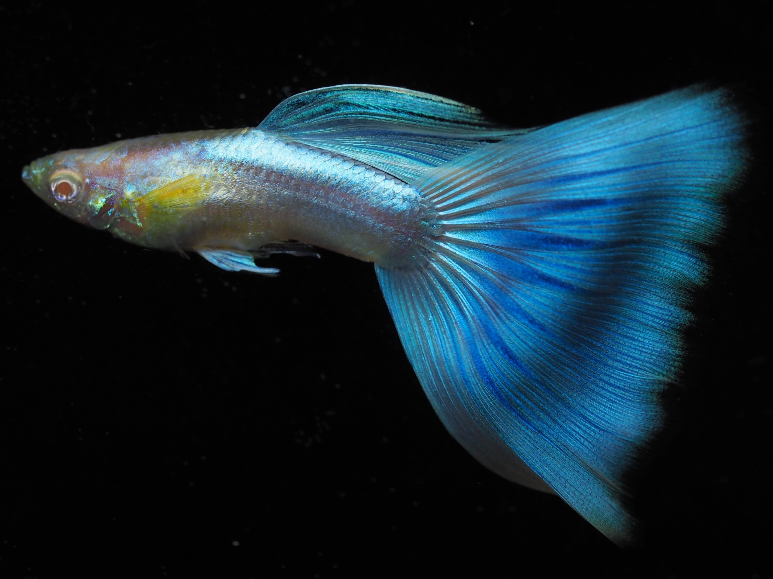 f:id:popopoppun:20191022150818j:plain