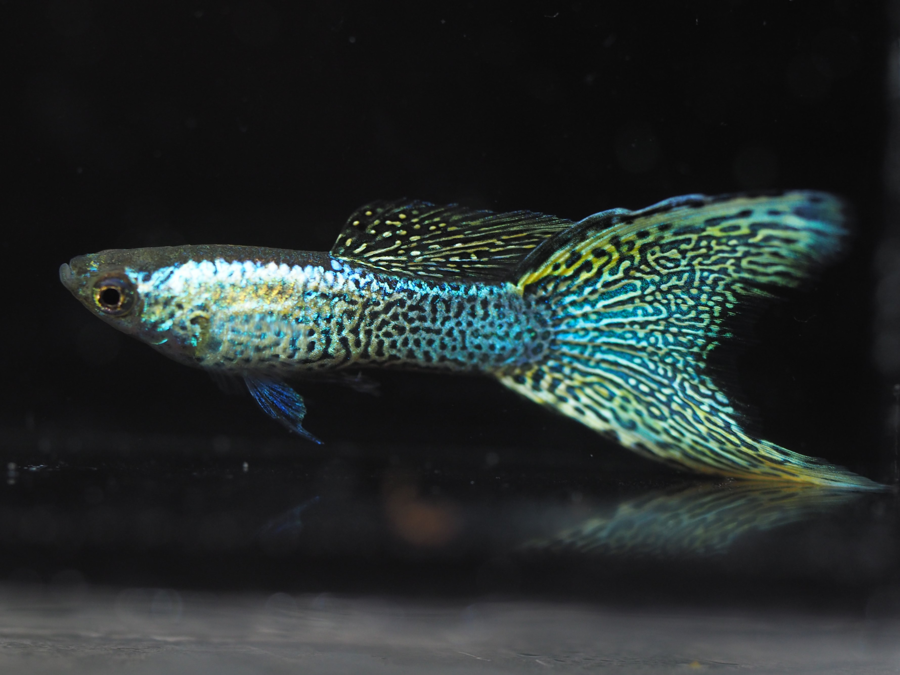 f:id:popopoppun:20191024141934j:plain