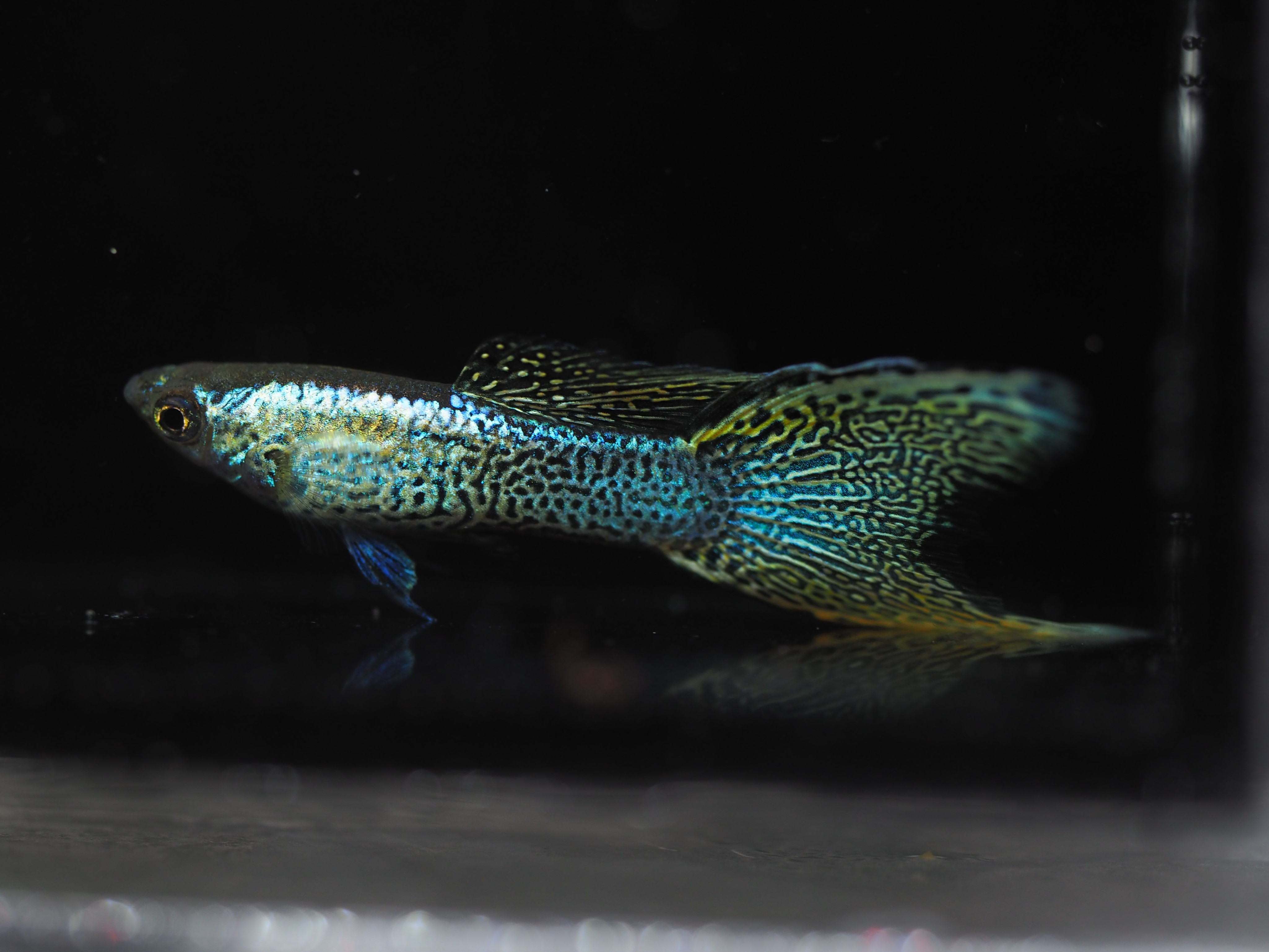 f:id:popopoppun:20191024141942j:plain