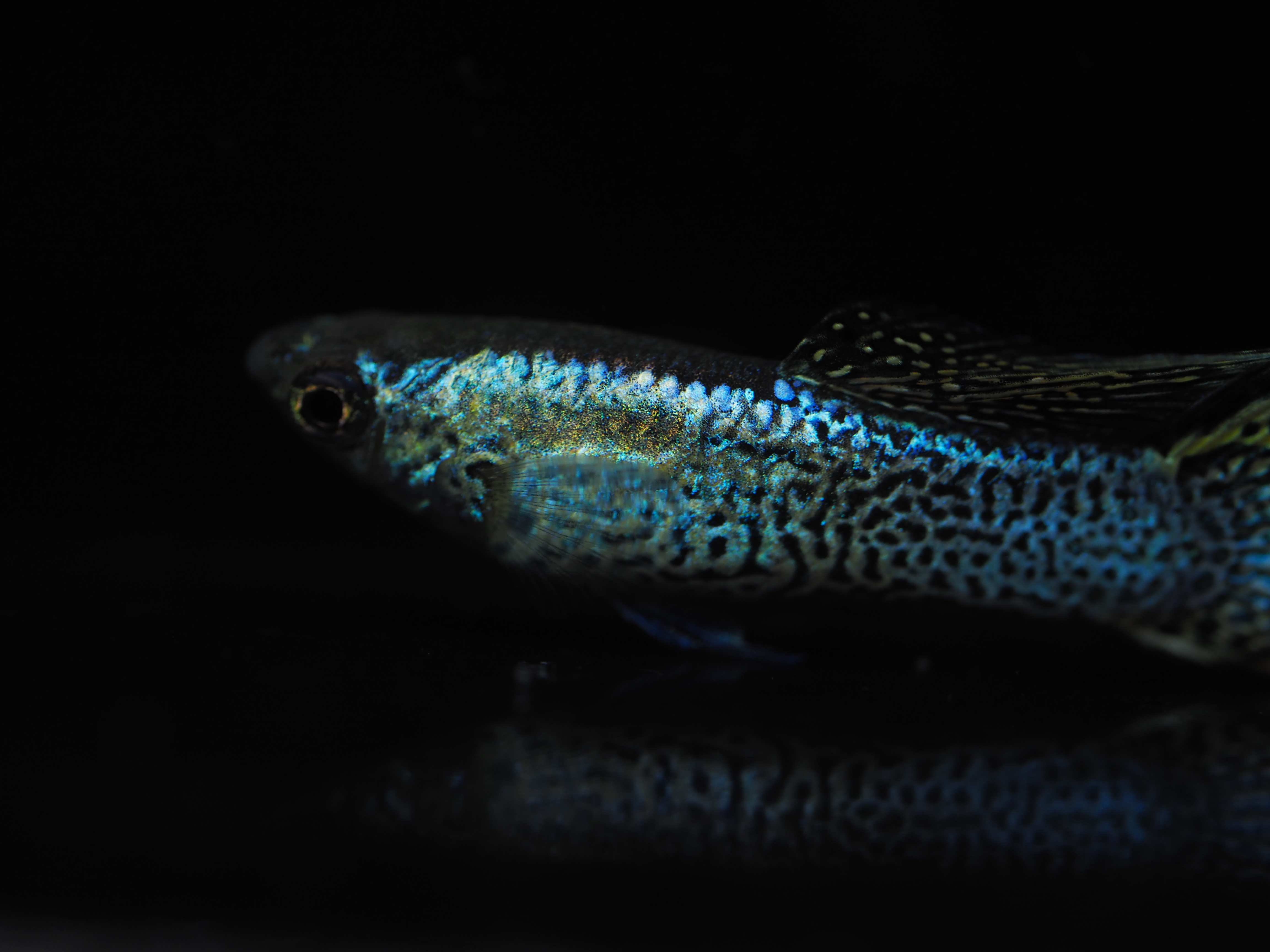 f:id:popopoppun:20191024141952j:plain