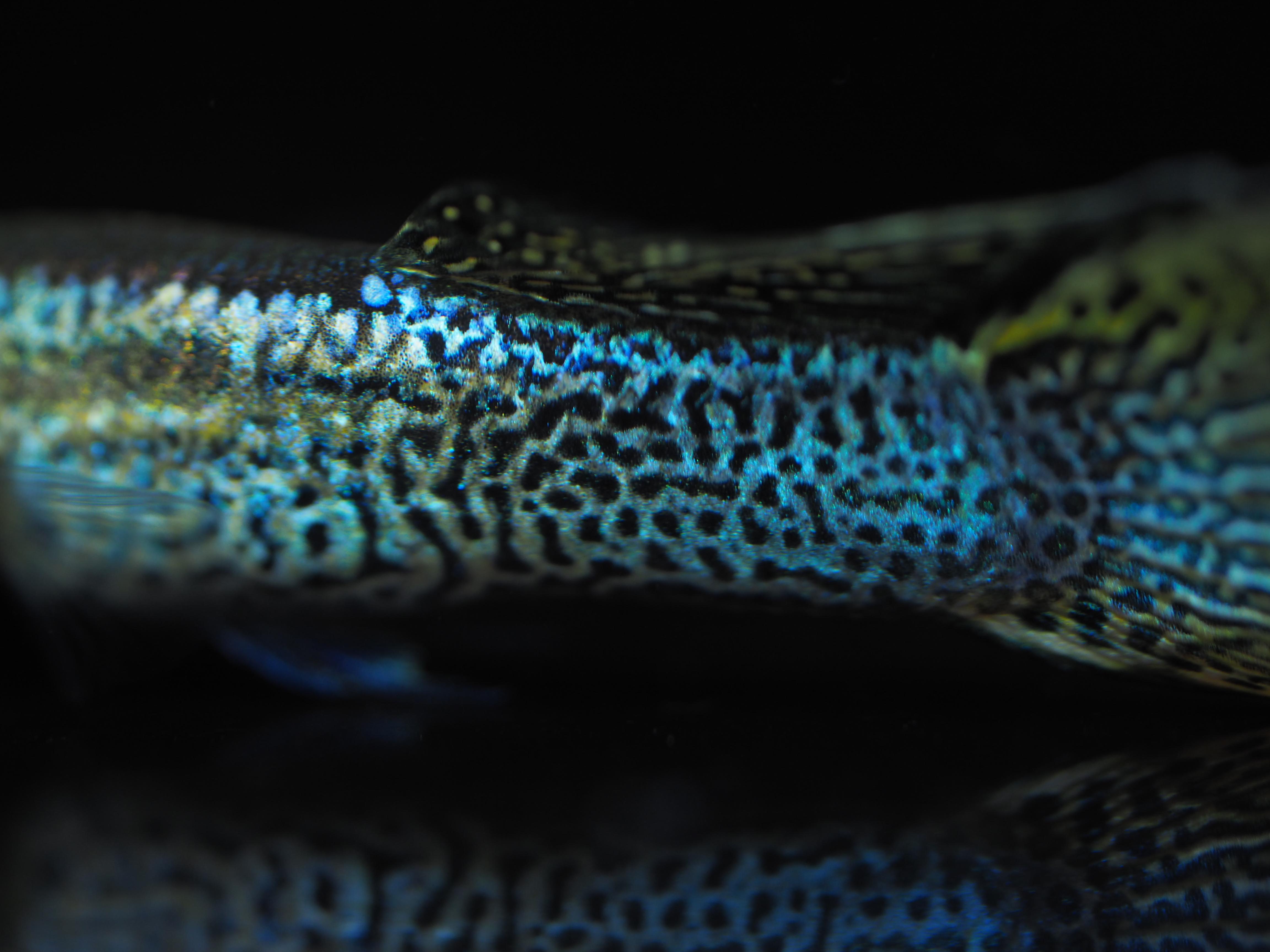 f:id:popopoppun:20191024142007j:plain