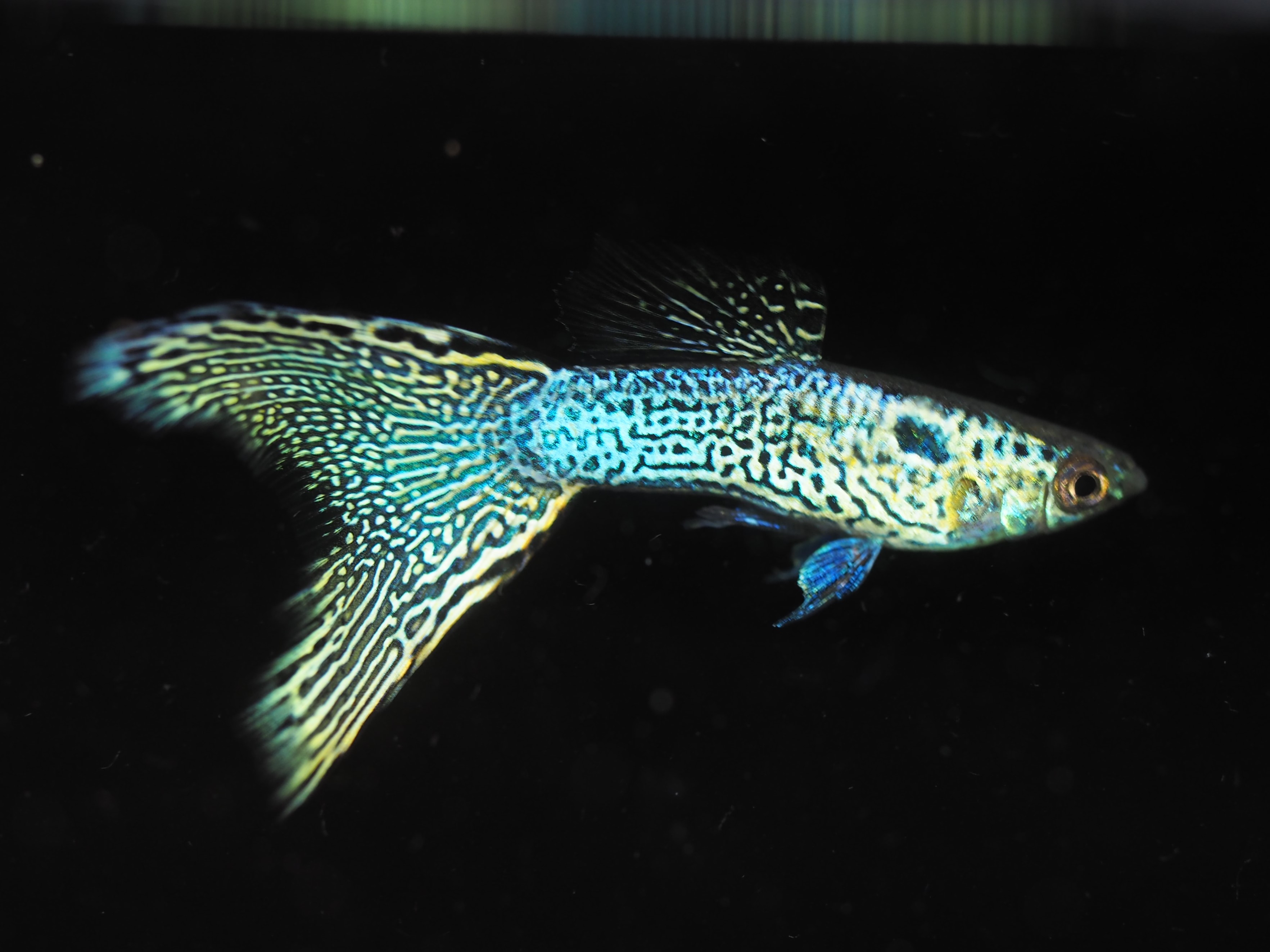 f:id:popopoppun:20191024142020j:plain