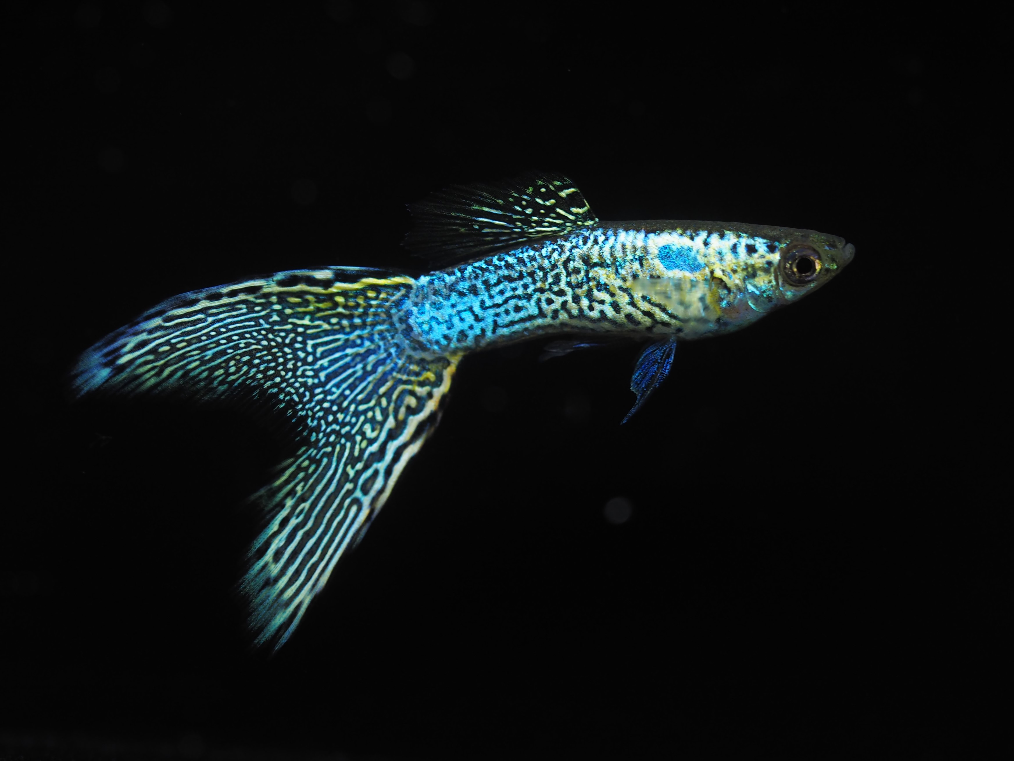 f:id:popopoppun:20191024142027j:plain