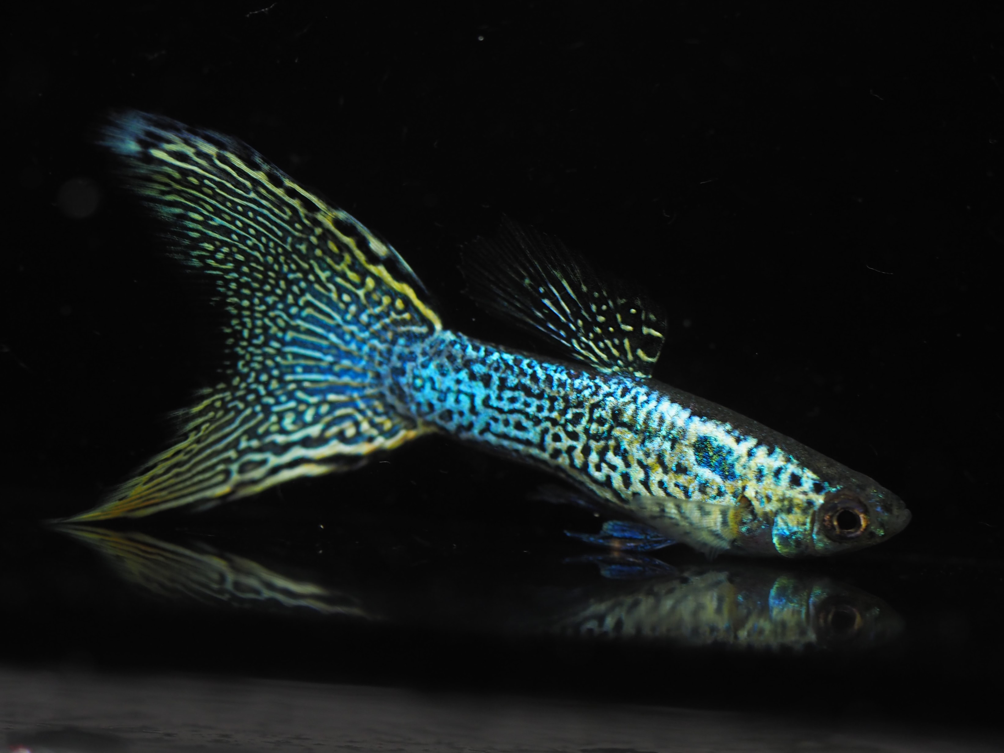 f:id:popopoppun:20191024142035j:plain