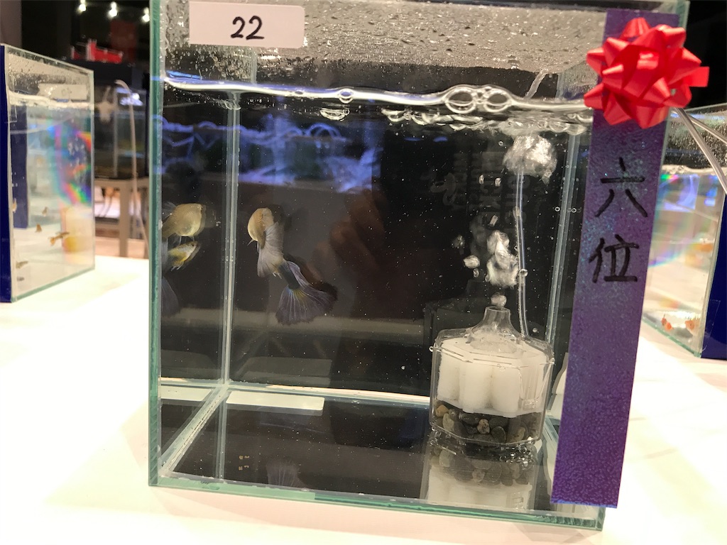 f:id:popopoppun:20191024154518j:image