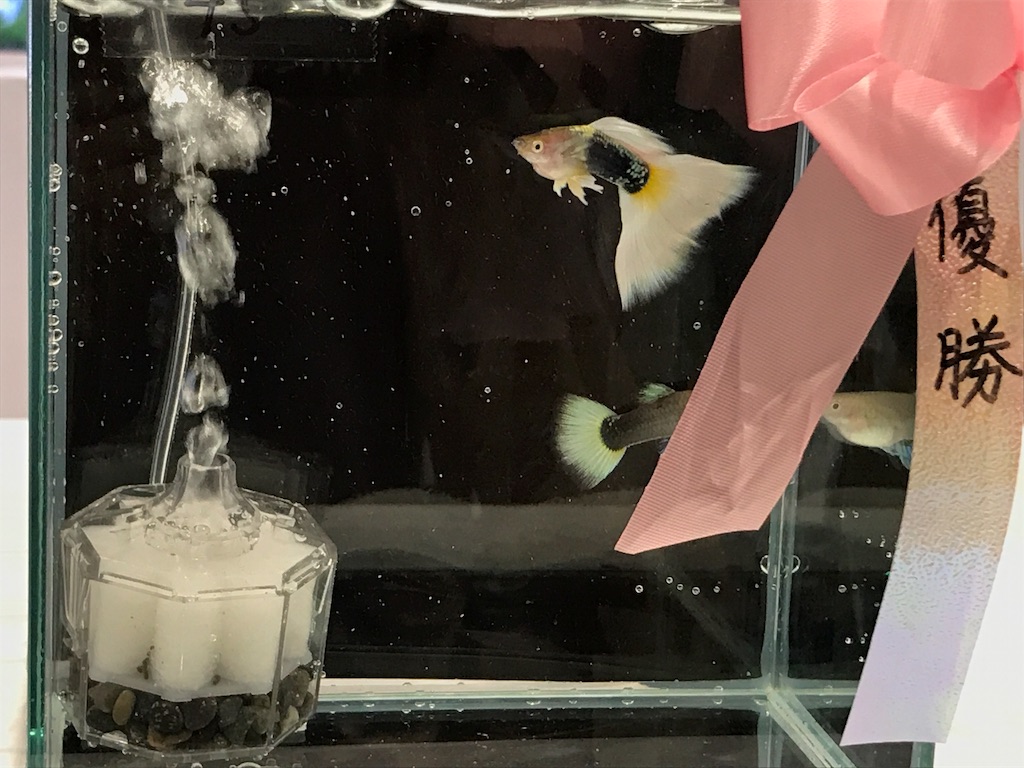 f:id:popopoppun:20191024154521j:image