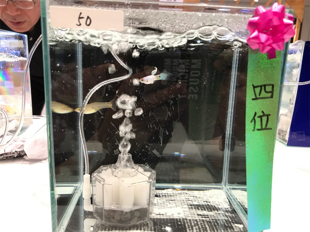 f:id:popopoppun:20191024154532j:image