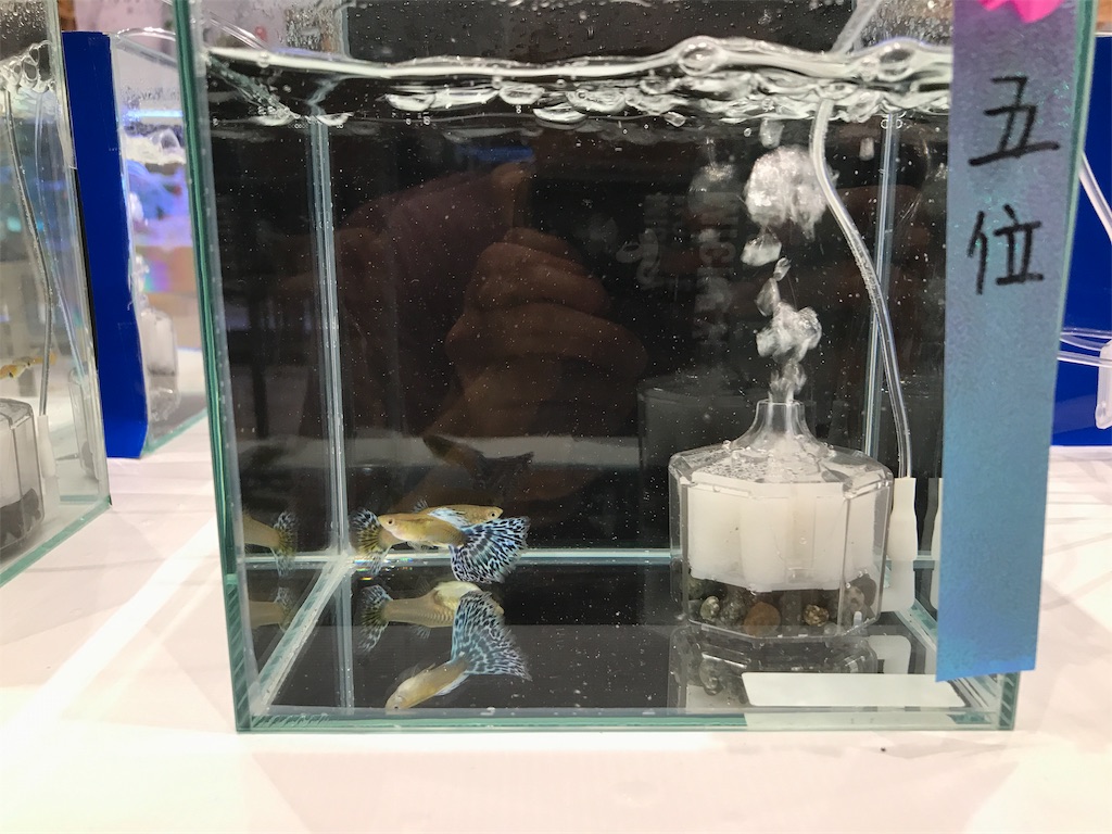 f:id:popopoppun:20191024154536j:image