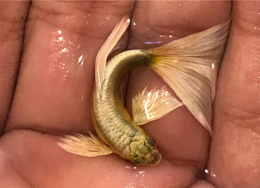 f:id:popopoppun:20191122131901j:image f:id:popopoppun:20191122131901j:image