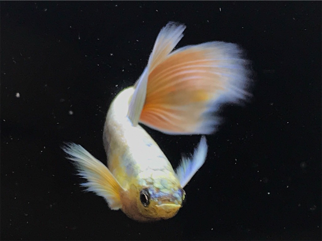 f:id:popopoppun:20191122132107j:image f:id:popopoppun:20191122132107j:image