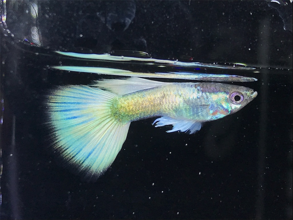 f:id:popopoppun:20191122133255j:image