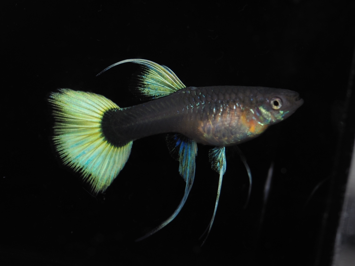 f:id:popopoppun:20191206134428j:plain