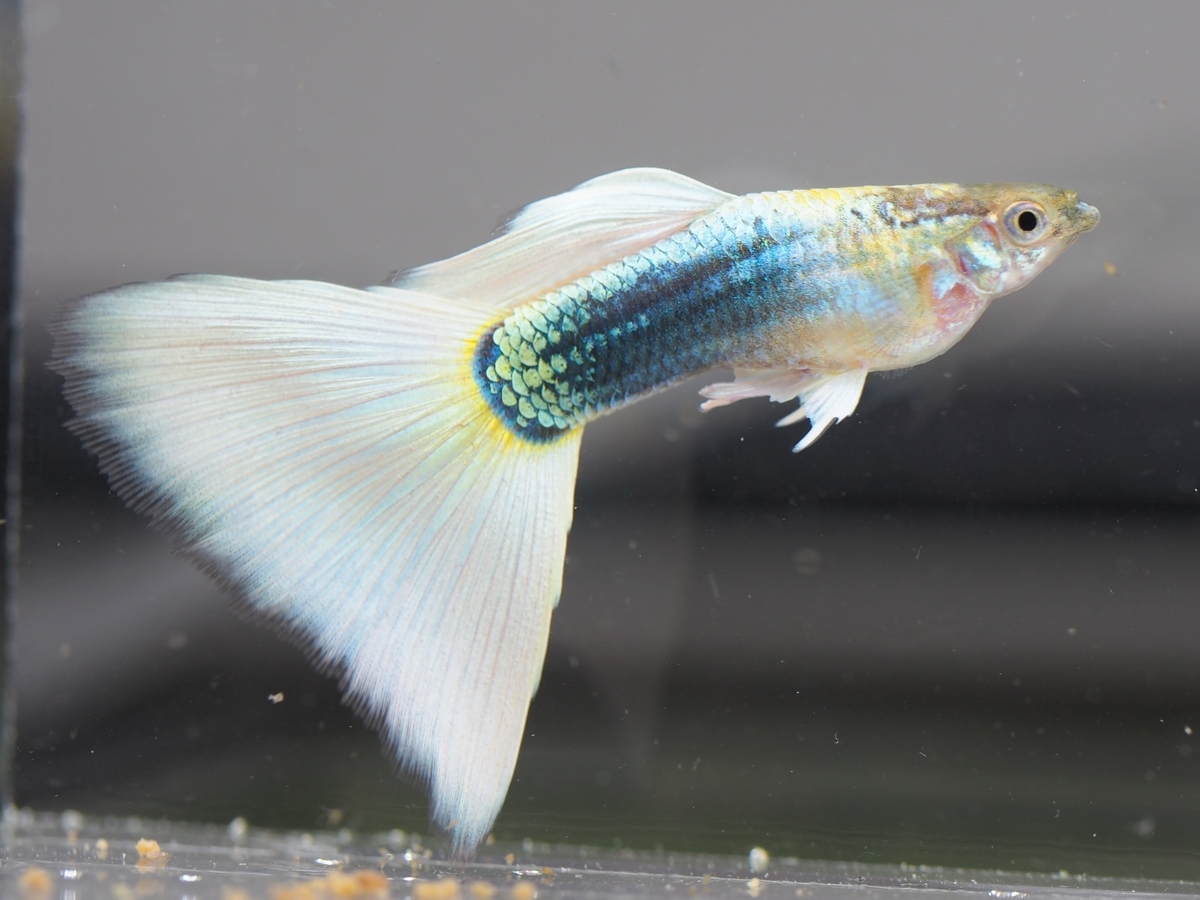 f:id:popopoppun:20191206134935j:plain