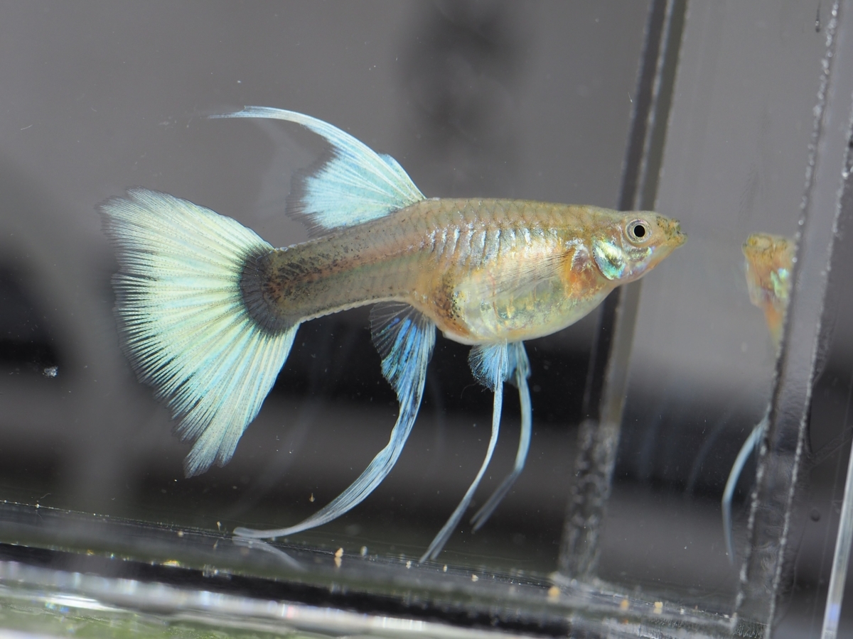 f:id:popopoppun:20191206135012j:plain