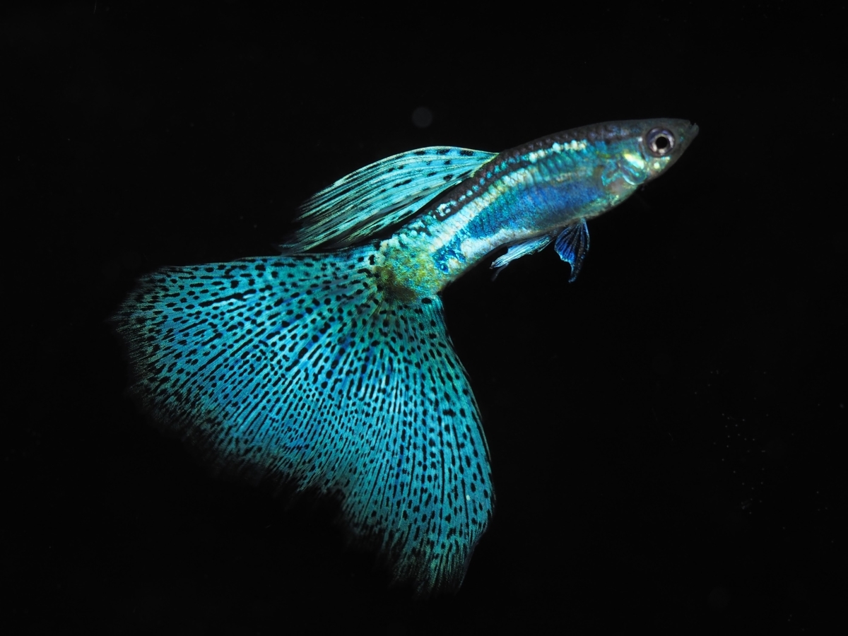 f:id:popopoppun:20191209111857j:plain