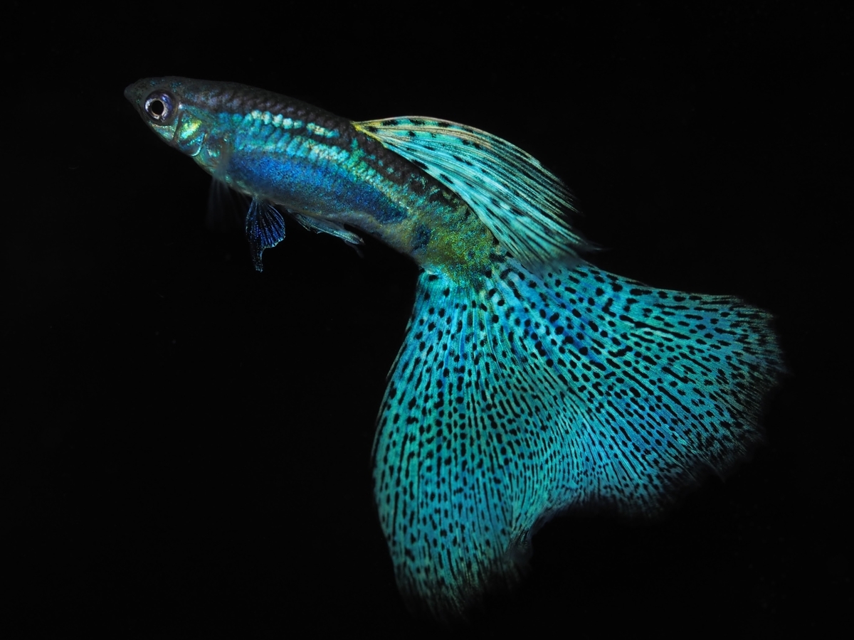 f:id:popopoppun:20191209111904j:plain