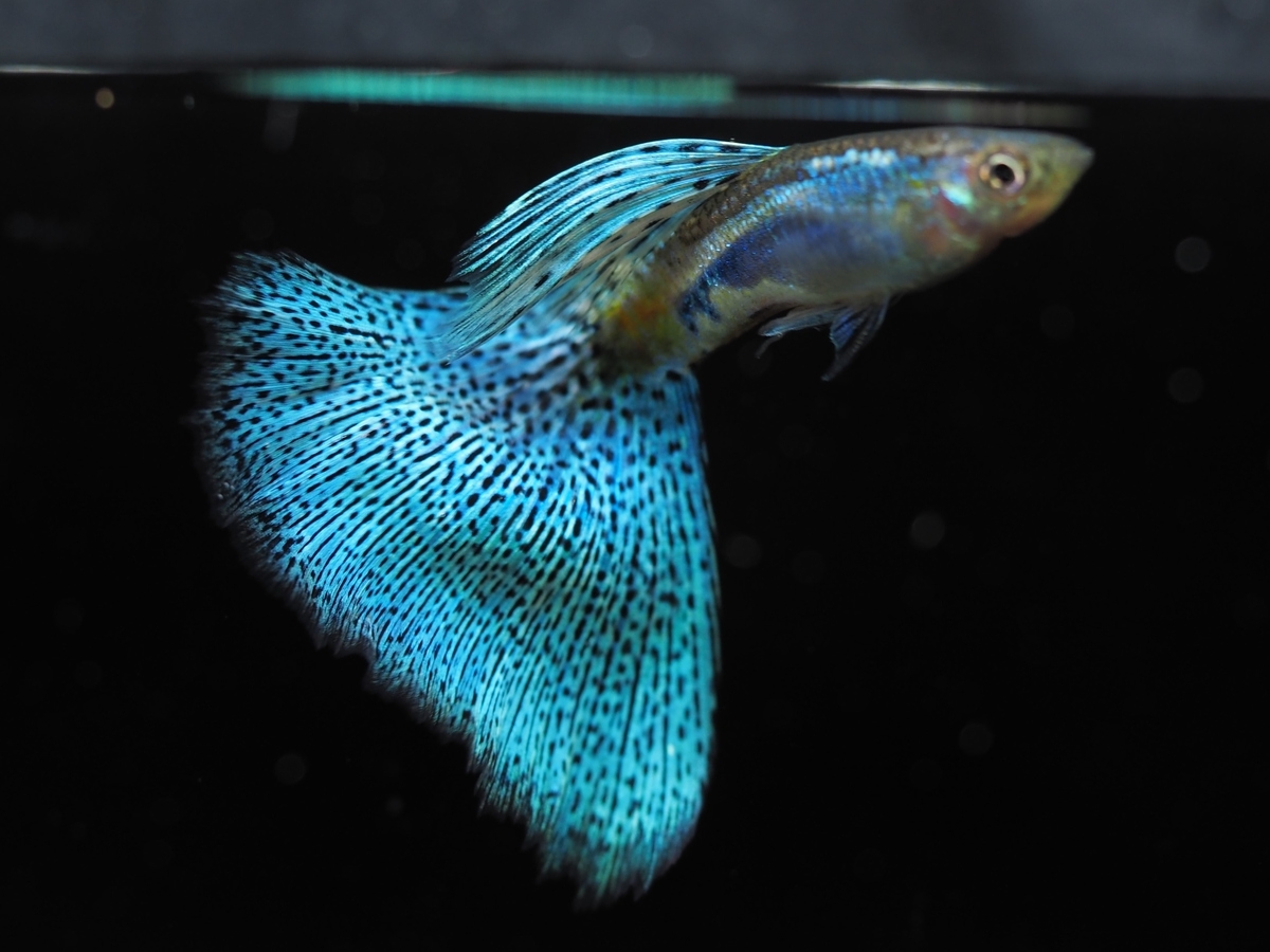 f:id:popopoppun:20191209111905j:plain