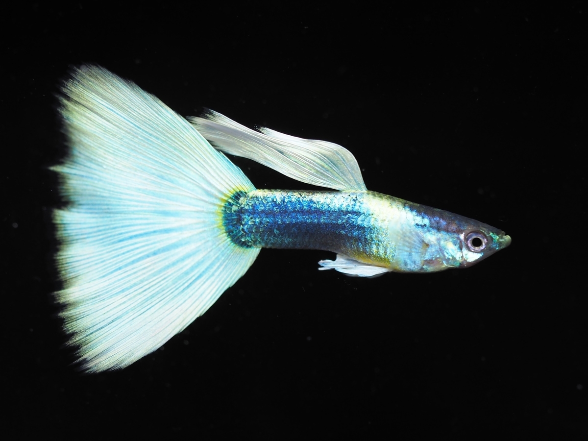 f:id:popopoppun:20191209114958j:plain f:id:popopoppun:20191209114958j:plain