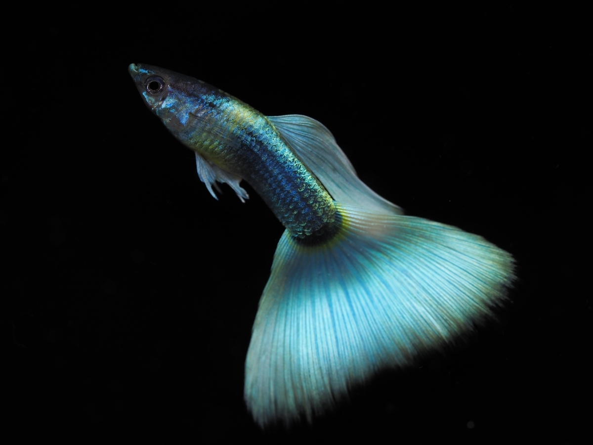 f:id:popopoppun:20191209115059j:plain f:id:popopoppun:20191209115059j:plain