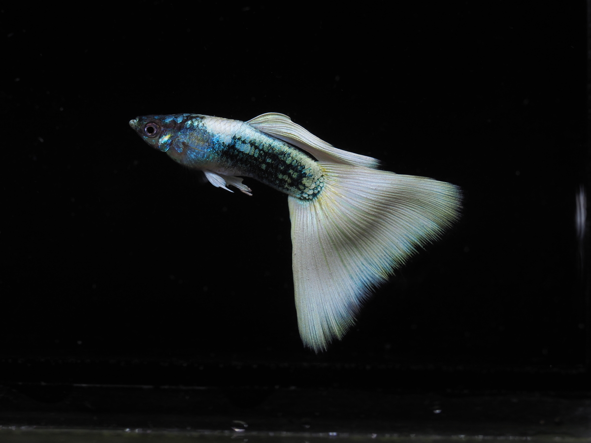 f:id:popopoppun:20191209154823j:plain f:id:popopoppun:20191209154823j:plain