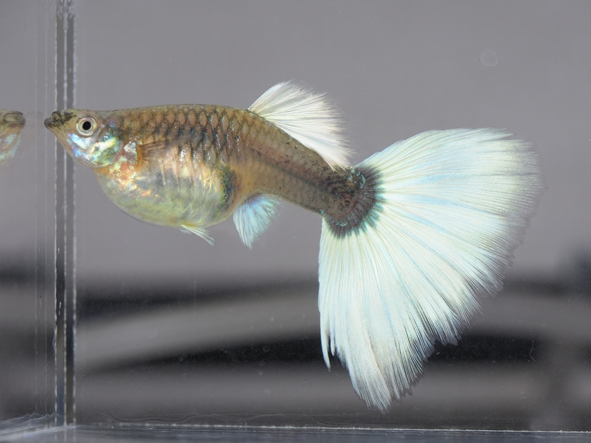 f:id:popopoppun:20191223092831j:plain