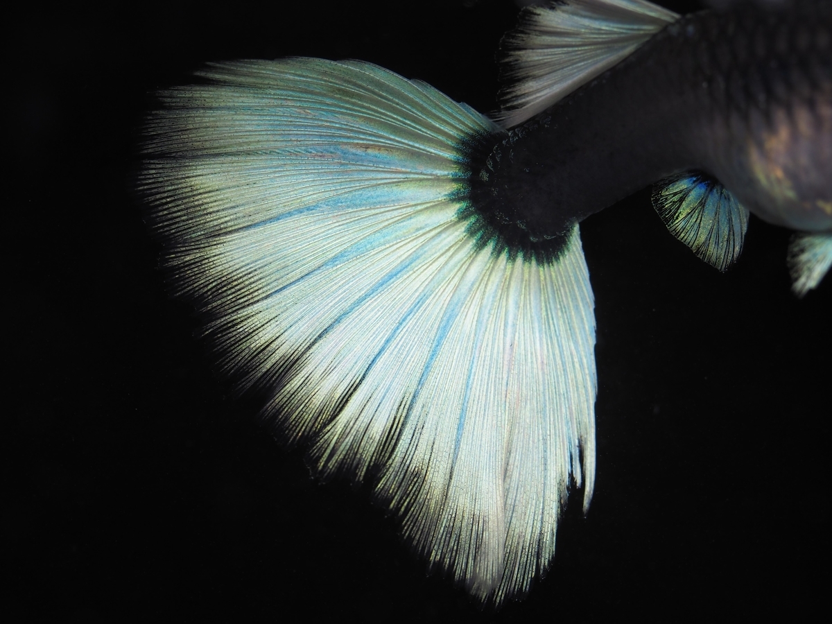 f:id:popopoppun:20191223092905j:plain