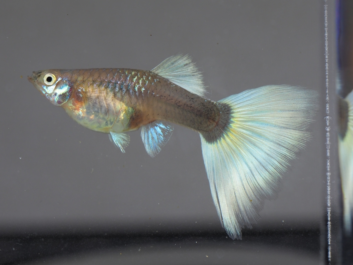 f:id:popopoppun:20191223092932j:plain