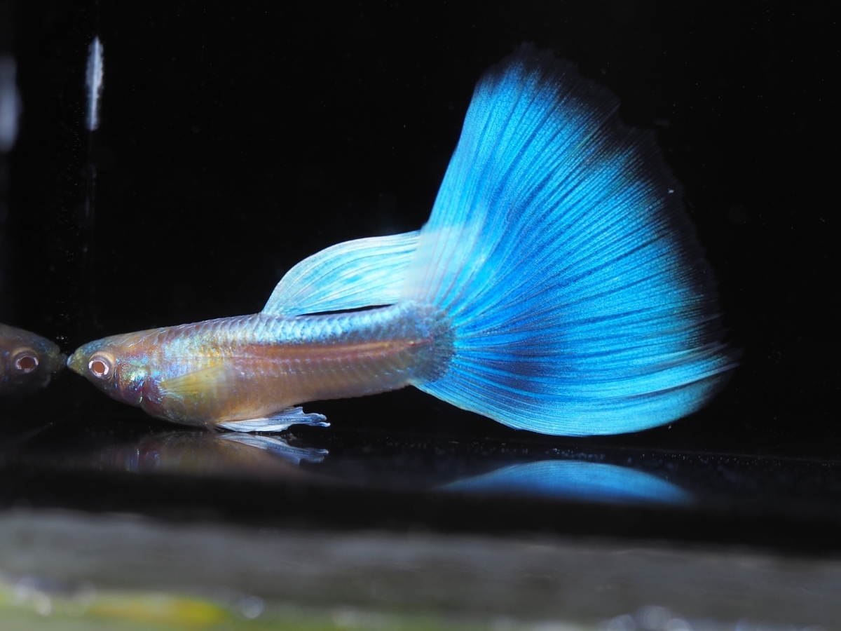 f:id:popopoppun:20200112100507j:plain f:id:popopoppun:20200112100507j:plain