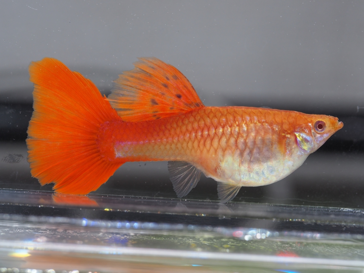 f:id:popopoppun:20200114152611j:plain