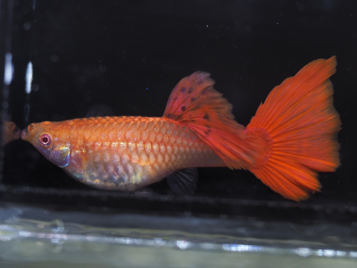 f:id:popopoppun:20200114152751j:plain