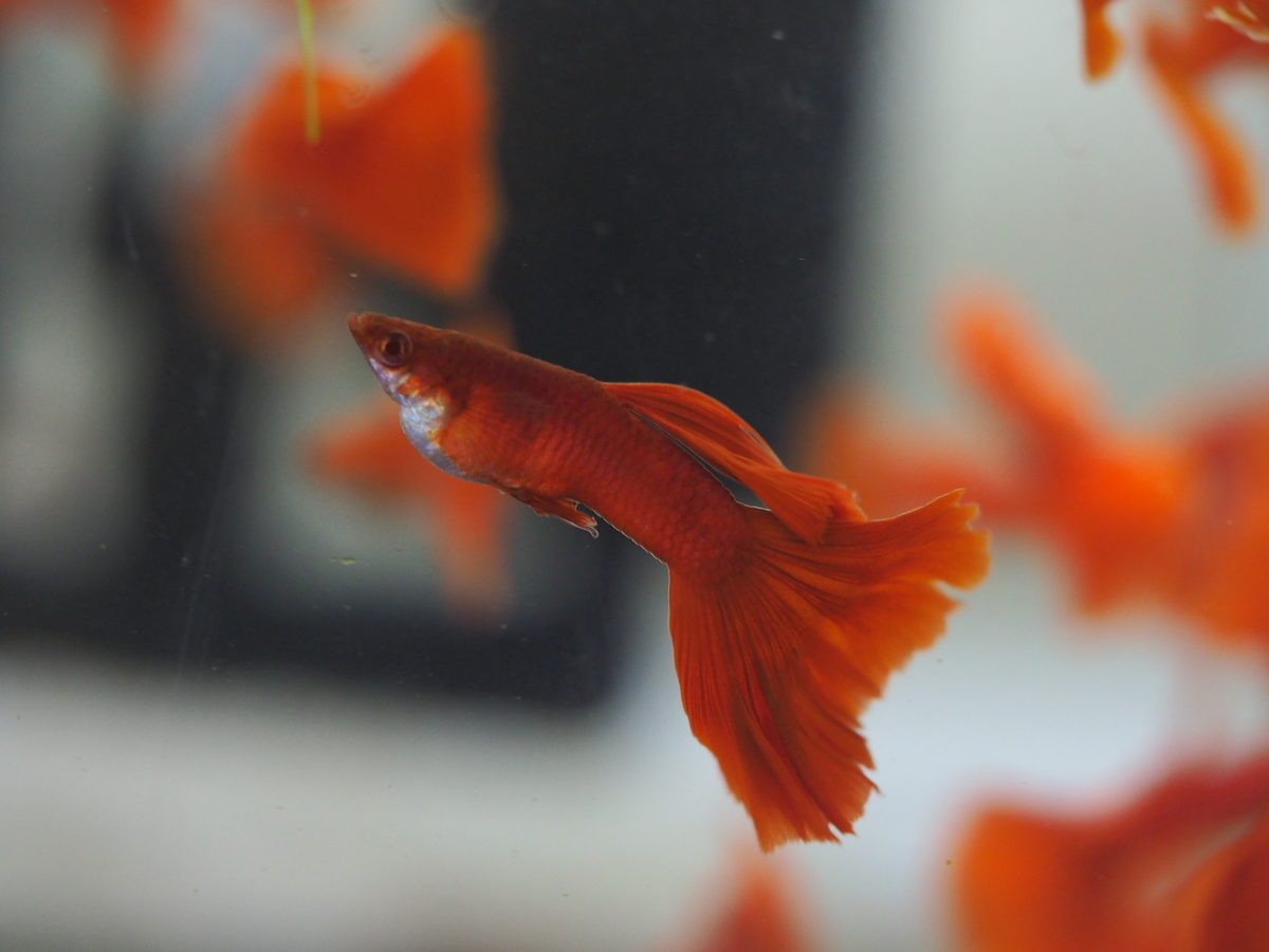 f:id:popopoppun:20200114153104j:plain