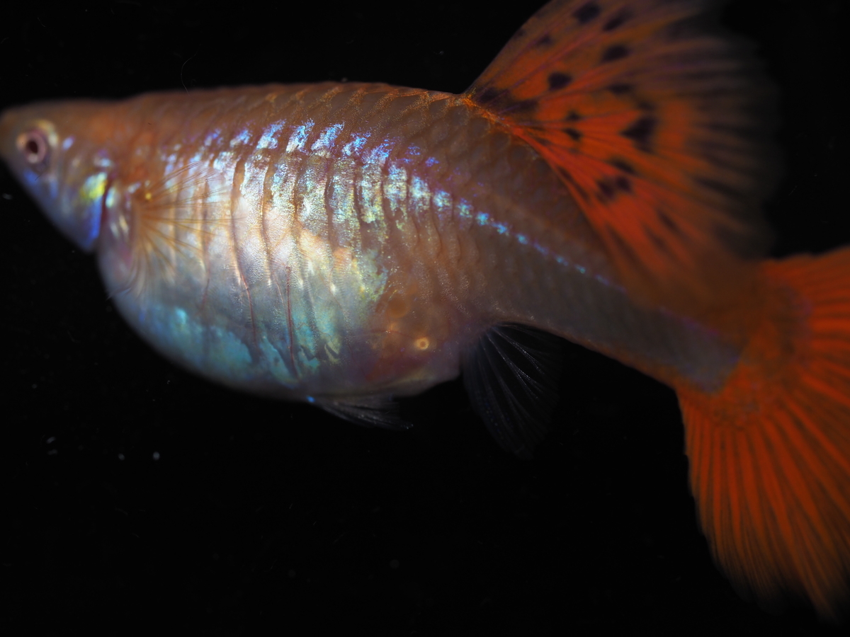 f:id:popopoppun:20200114153330j:plain