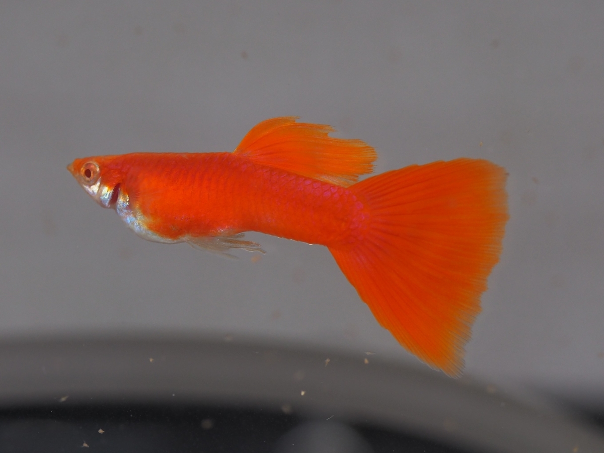 f:id:popopoppun:20200114153834j:plain