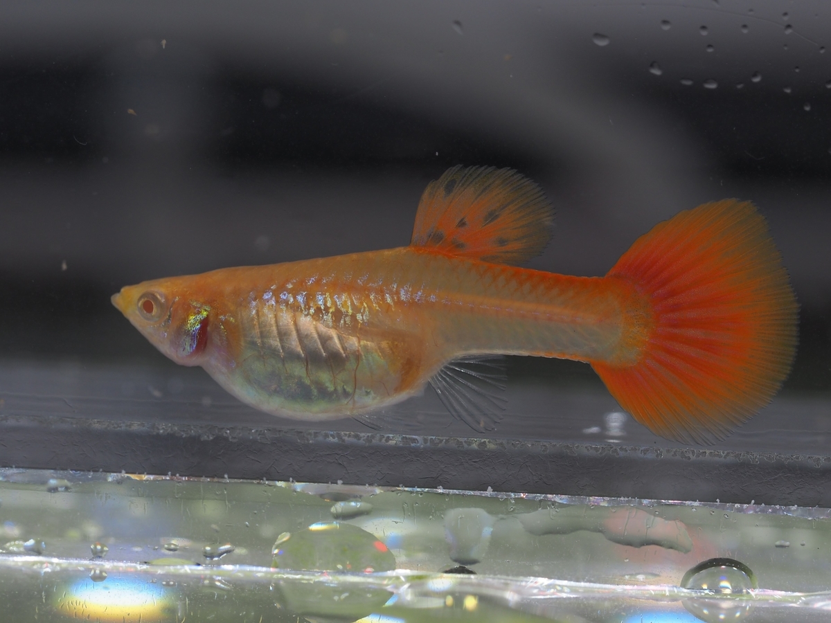 f:id:popopoppun:20200114155605j:plain