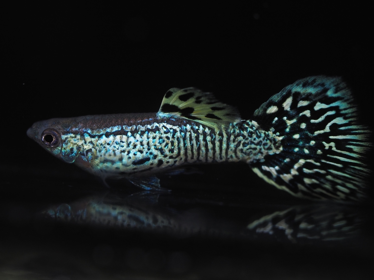 f:id:popopoppun:20200118221607j:plain