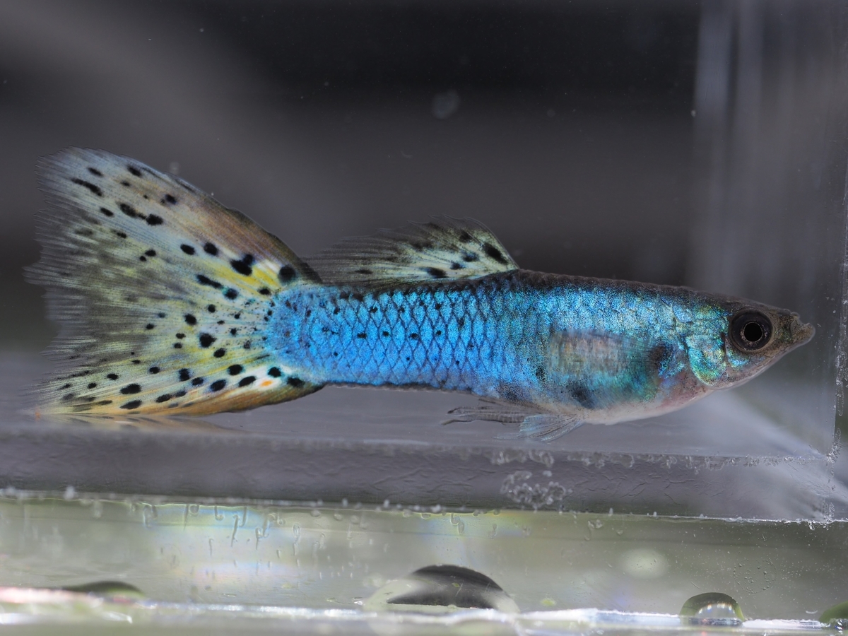 f:id:popopoppun:20200119204847j:plain f:id:popopoppun:20200119204847j:plain