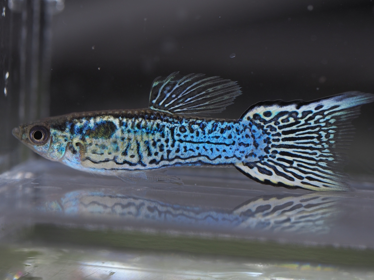 f:id:popopoppun:20200119205211j:plain f:id:popopoppun:20200119205211j:plain