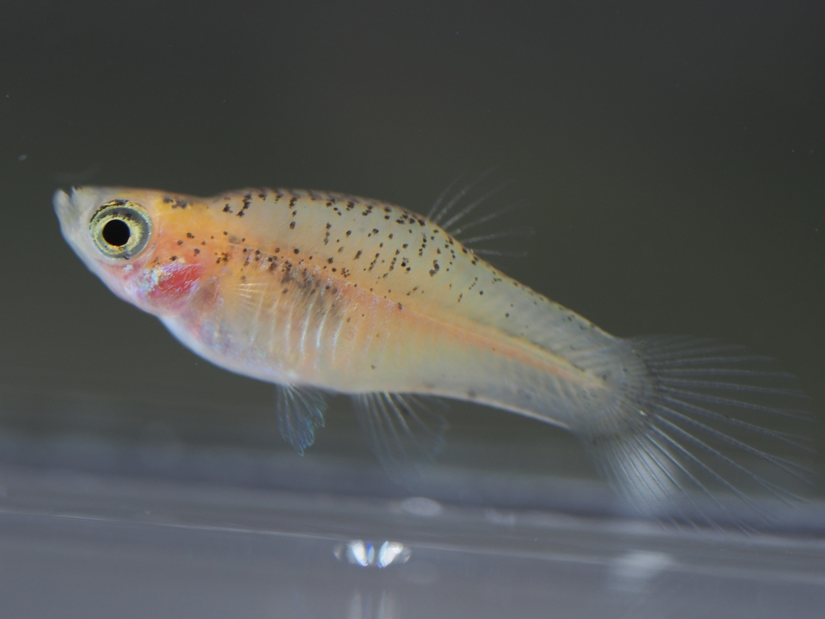 f:id:popopoppun:20200119210034j:plain f:id:popopoppun:20200119210034j:plain