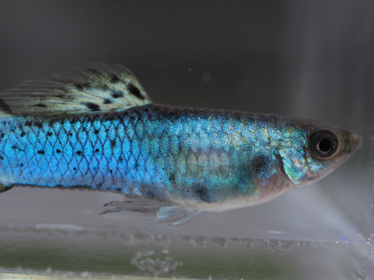 f:id:popopoppun:20200119210612j:plain f:id:popopoppun:20200119210612j:plain