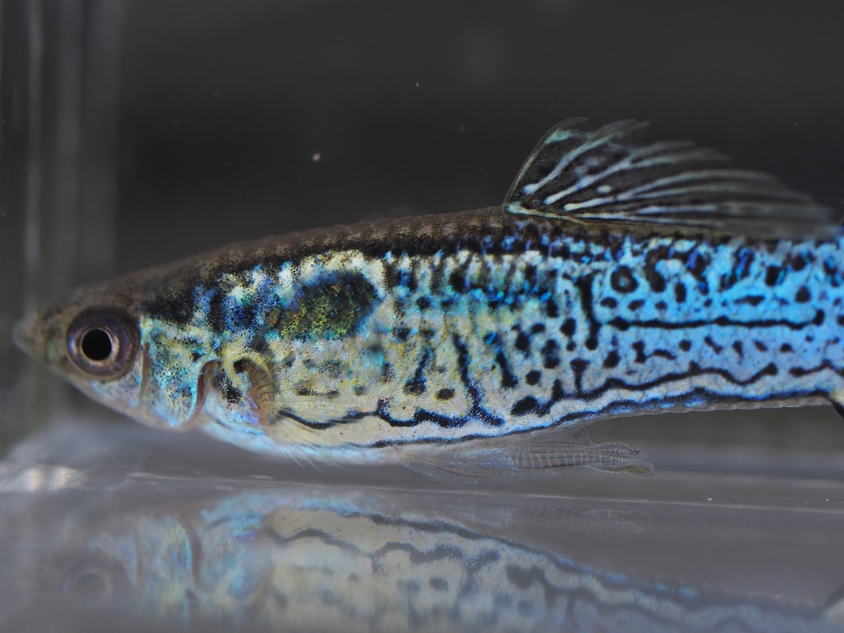 f:id:popopoppun:20200119210643j:plain f:id:popopoppun:20200119210643j:plain