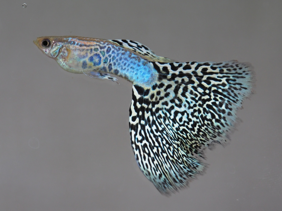 f:id:popopoppun:20200120145541j:plain