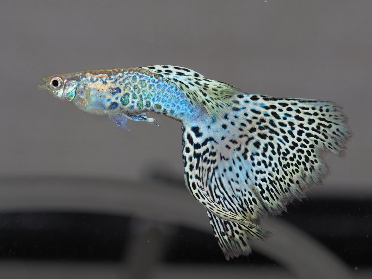 f:id:popopoppun:20200120145805j:plain